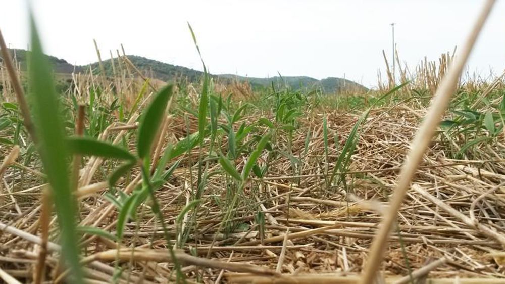 Le sainfoin, ici avec du blé dur, est avec la luzerne l’un des couverts semi-permanents qui s’adapte le mieux au climat méditerranéen. © I. Escoffier
